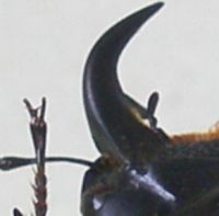 hirticornis